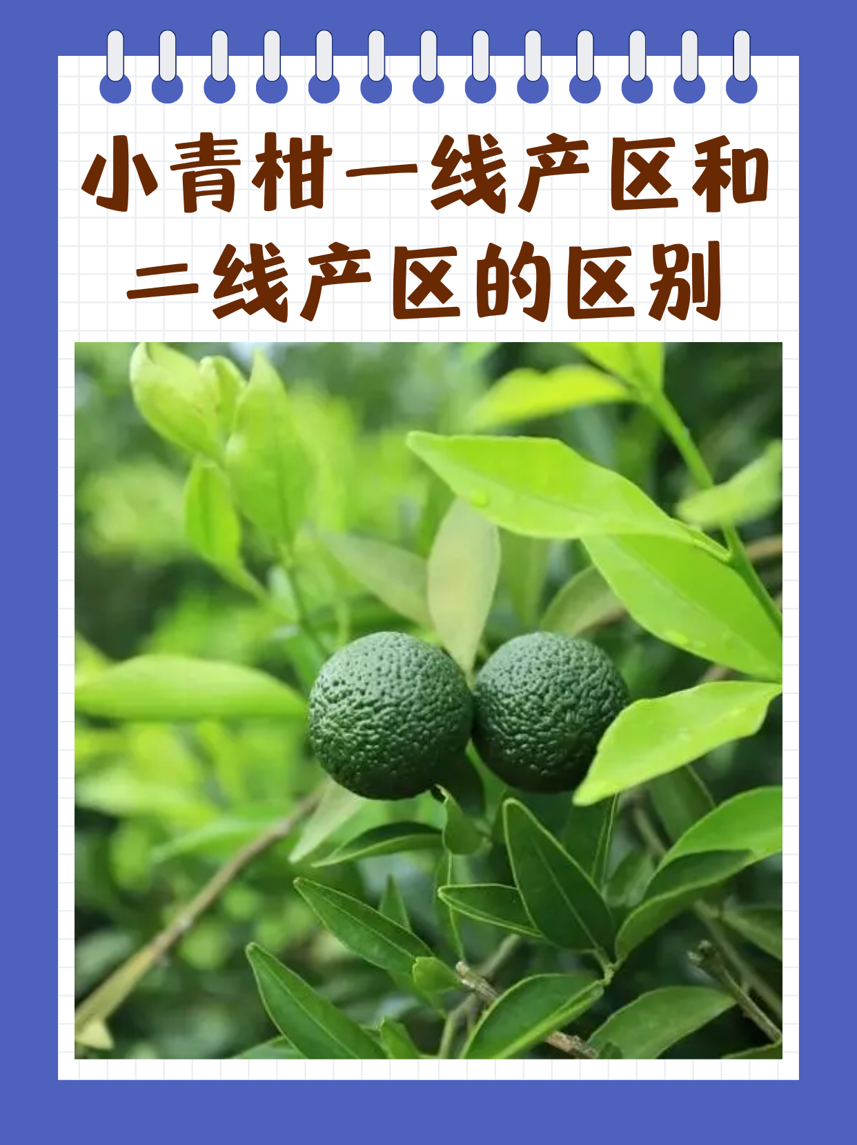 亚洲一线产区二线产区三线产区亚洲一线产区与二线产区概览