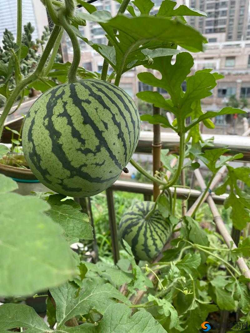 今日吃瓜51cg热门大瓜反差!今日吃瓜，51CG热门大瓜
