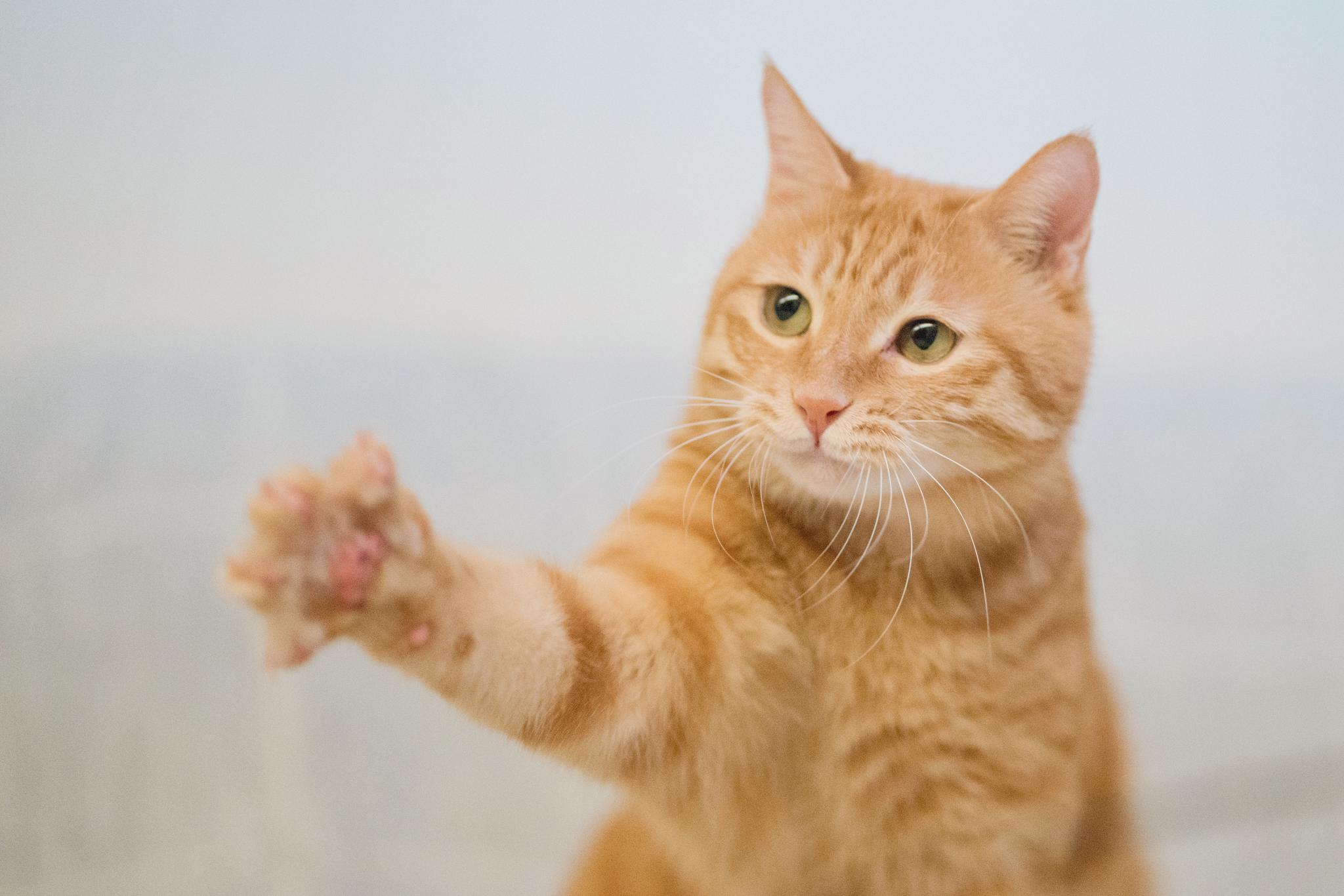 阿朱逗猫图片高清阿朱逗猫的故事-第3张图片