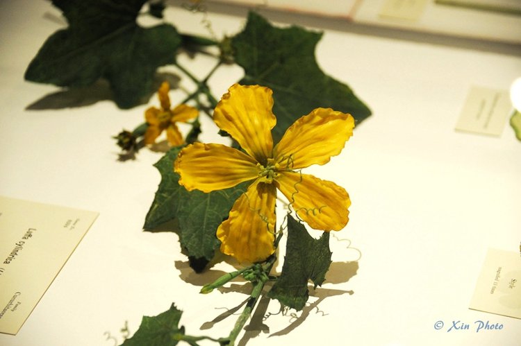 玻璃花玻璃花