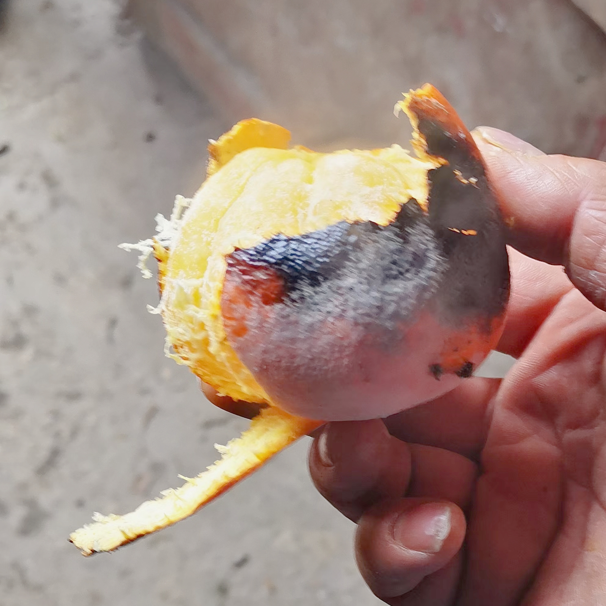 在床上拔萝卜又疼又叫什么症状视频在床上拔萝卜又疼，又称为床上拔筋-第2张图片
