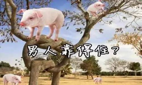男人与母猪交男人与母猪交之事-第3张图片