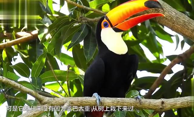 太过大嘴巴