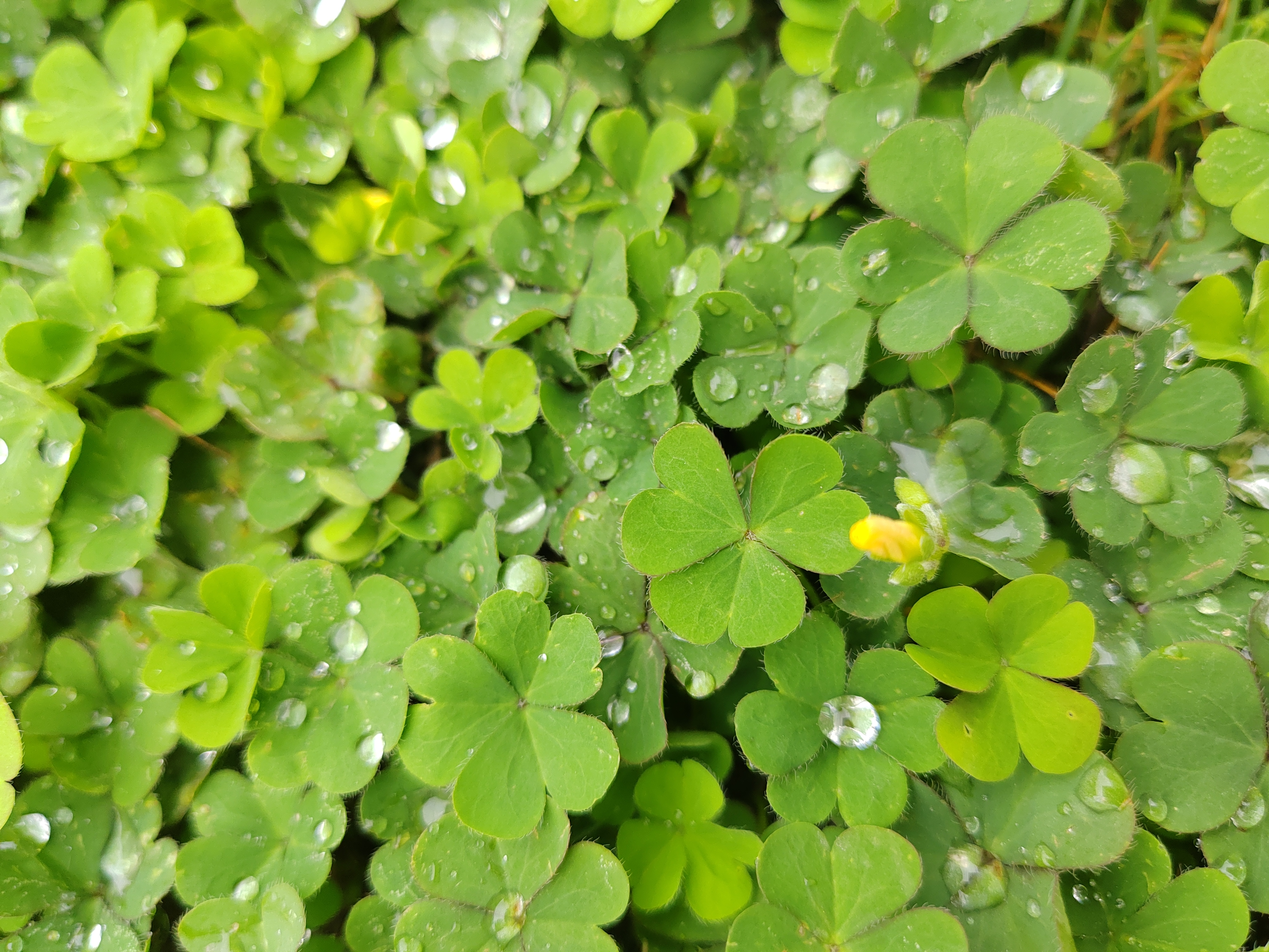 小草cc的词语小草CC，生命之绿，自然之韵