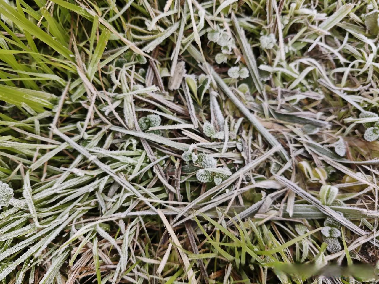 小草cc的词语小草CC，生命之绿，自然之韵-第2张图片