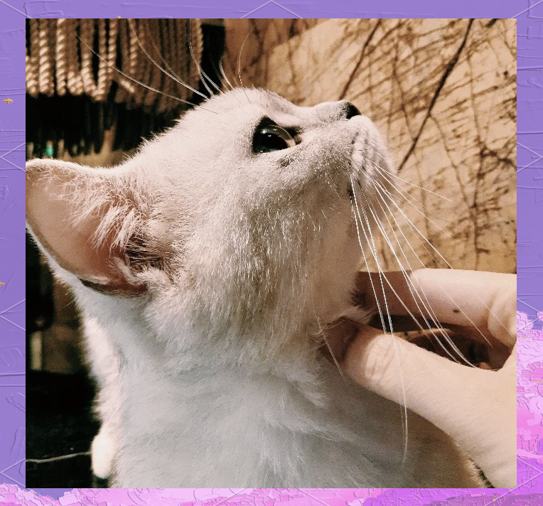 种子猫种子猫，宠物的未来与选择