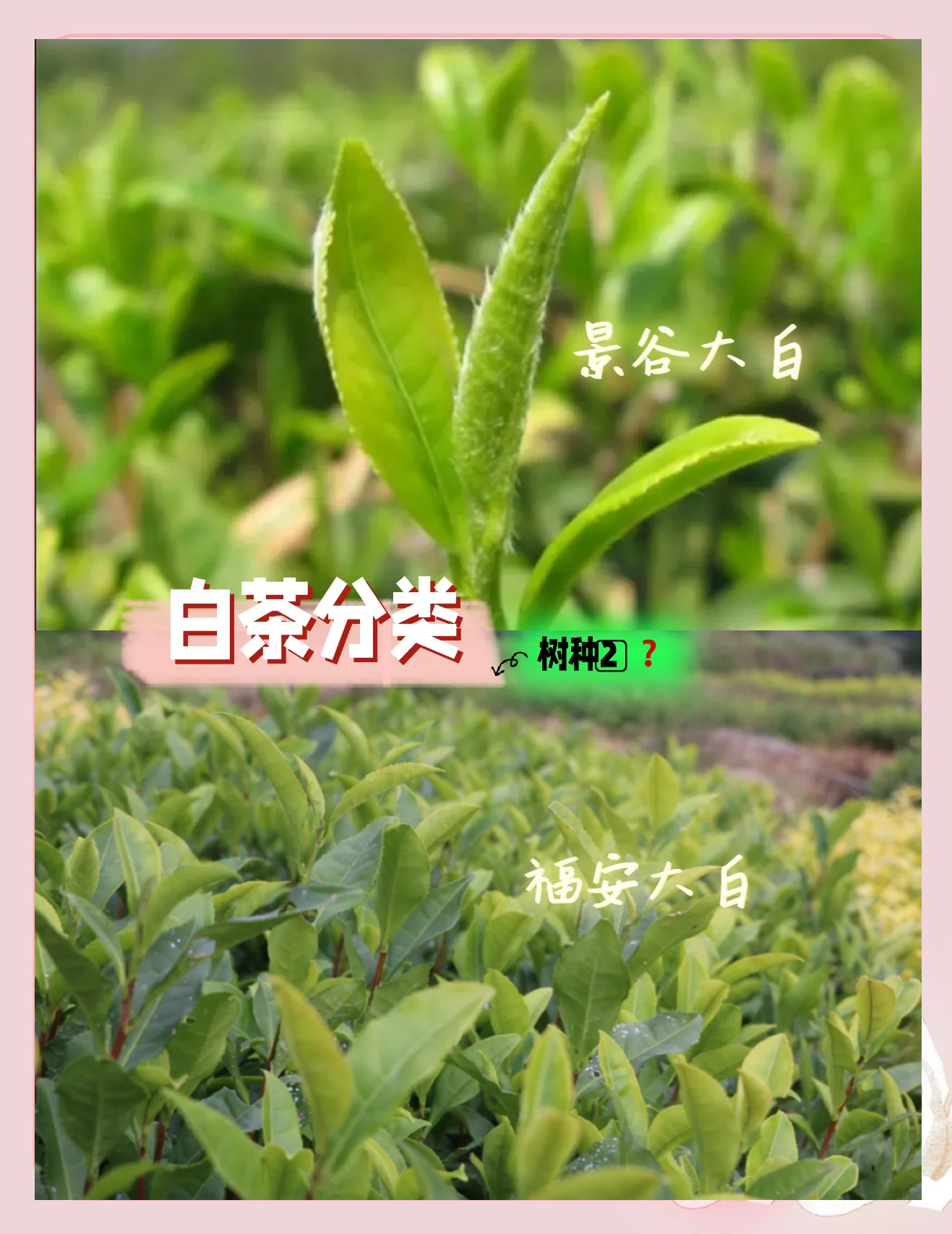 白茶最出名的几种-第1张图片
