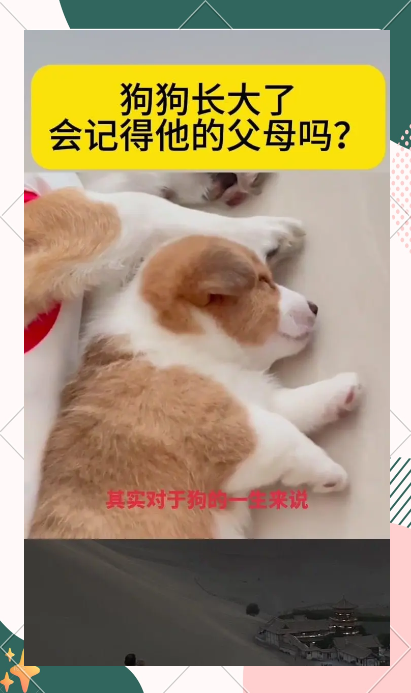 怎么教狗狗c自己如何教狗狗学会自我照顾