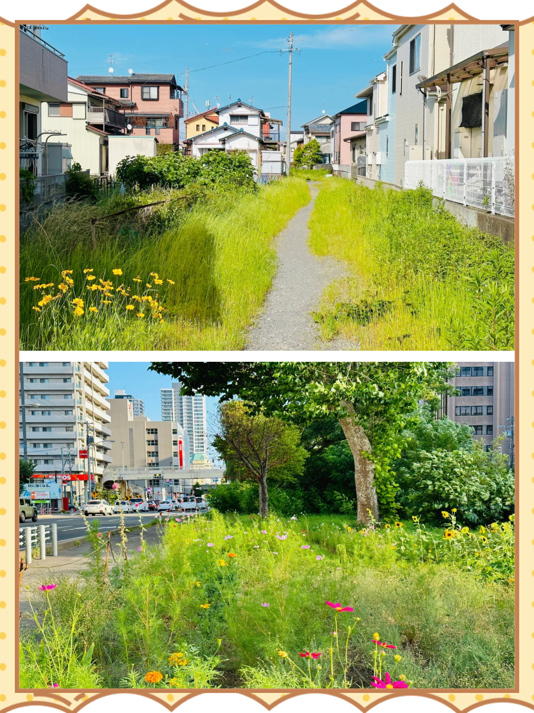 野花日本大全免费观看