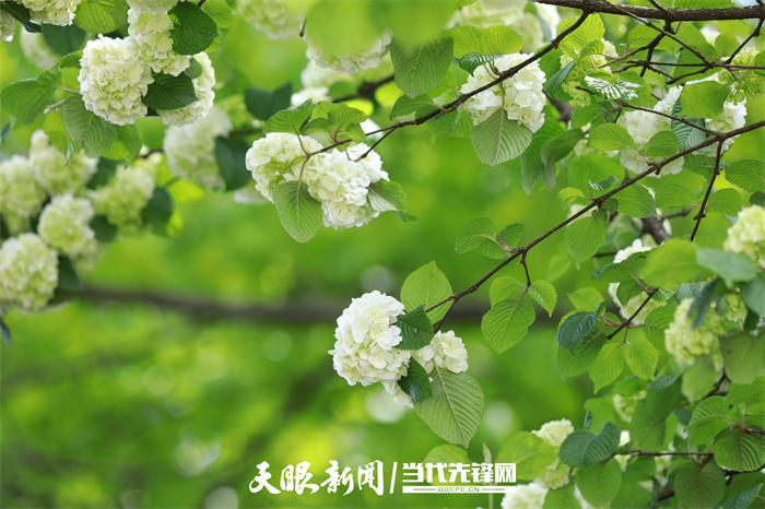 野花社区高清视频，自然之美与人文之韵-第2张图片