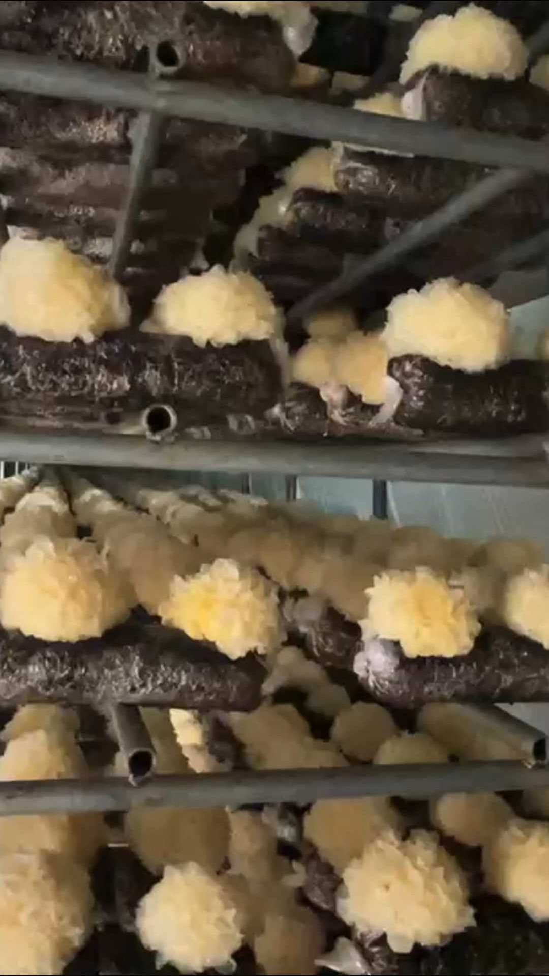 银耳种类银耳种类繁多，品味各异-第1张图片