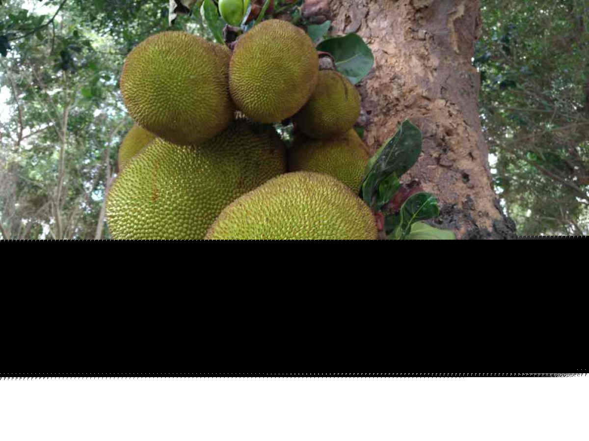 菠萝菠萝蜜视频观看4399菠萝菠萝蜜视频观看体验-第2张图片