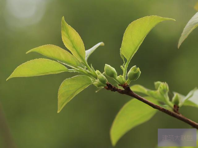 密芽密芽，植物中的神秘之芽