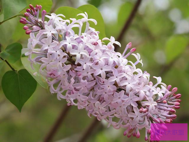 丁香花视频完整版,在线观看大色站社区的危害与防范