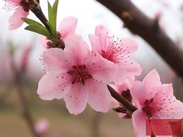 视频在线观看桃花桃花视频WWW在线完整版，涉黄问题揭秘