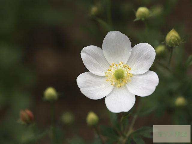 小宝寻花探花91视频小宝寻花探花