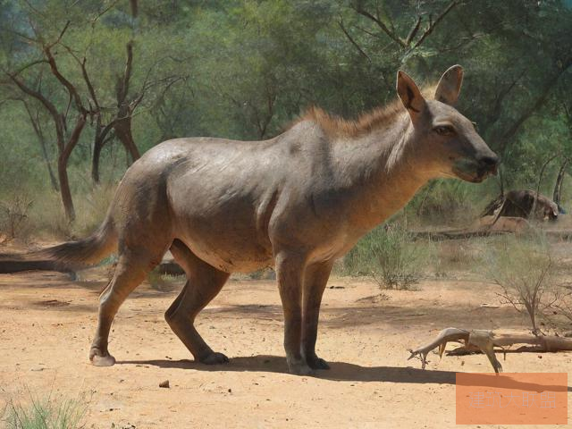 nature on display in american zoos欧美兽皇，探索另类Z00sk00L