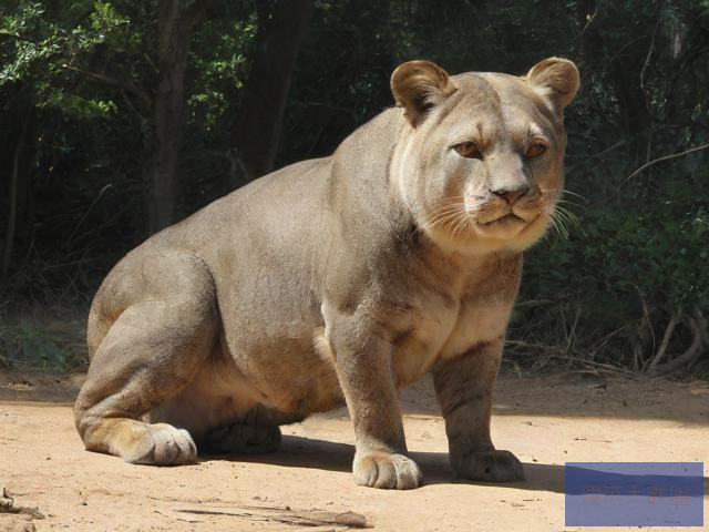 nature on display in american zoos欧美兽皇，探索另类Z00sk00L