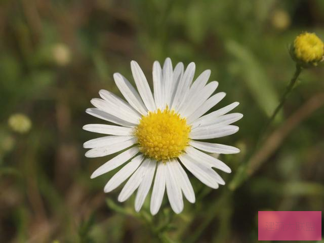 野花视频在线观看野花视频的正确欣赏方式