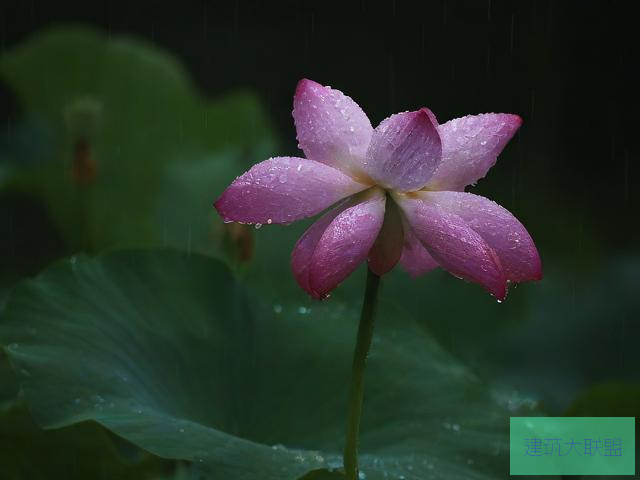 雨荷雨荷之歌