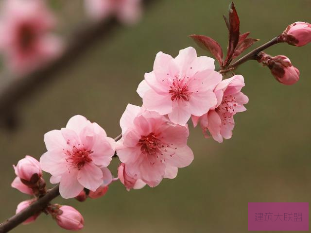 春暖花开论坛地址春暖花开论坛地址