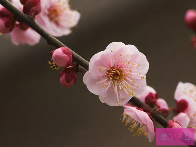 知花梅莎，自然之美与人文之韵