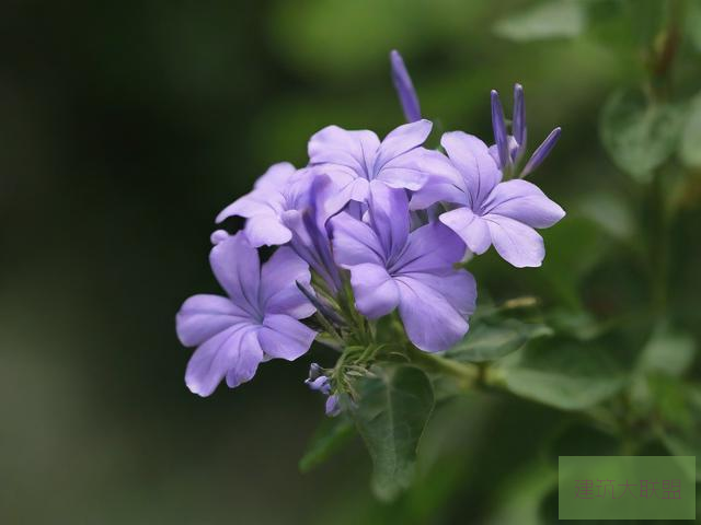 紫阳花紫阳花之美