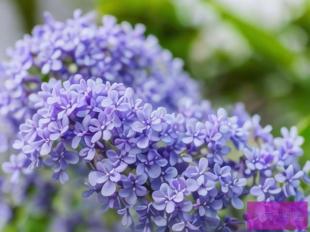 丁香花在线电影电视剧，魅力与多元