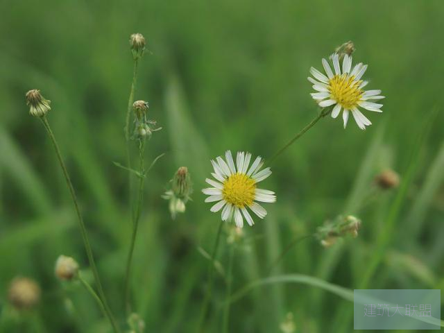 野草乱码一区四区区别探究