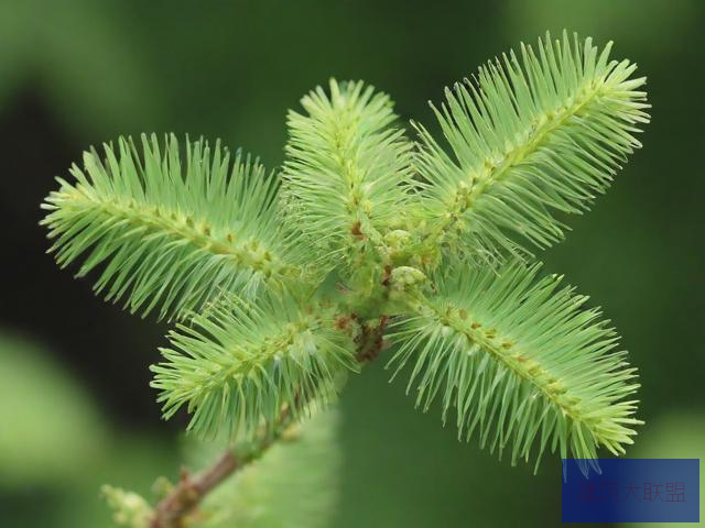 关于含羞草的视频与资料含羞草成长的视频