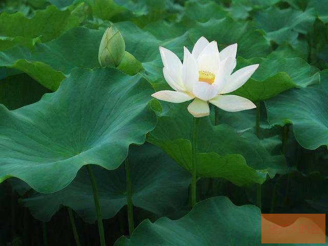 倒插莲花是什么样子的意思 我希望得到的是 图片展示倒插莲花是一种独特的植物景观，其形态独特且充满神秘感。以下是关于倒插莲花样子的详细描述