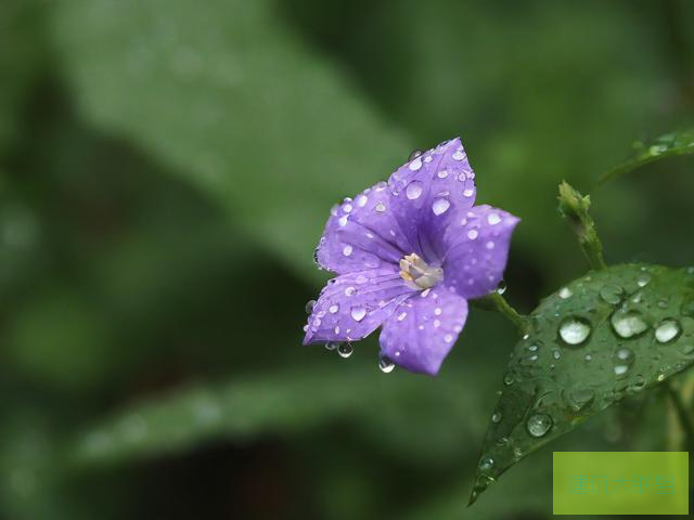 雨后小故事视频雨后小故事视频