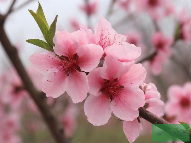 桃花视频在线观看完整中文字幕9桃花视频在线观看完整文章