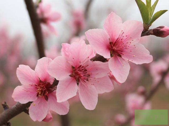 桃花视频在线观看完整版桃花视频在线观看完整版