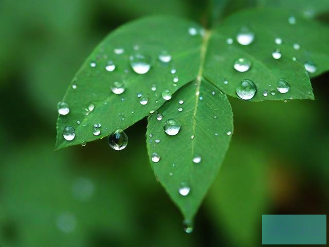 雨后小故事全集图片大全雨后小故事全集图片