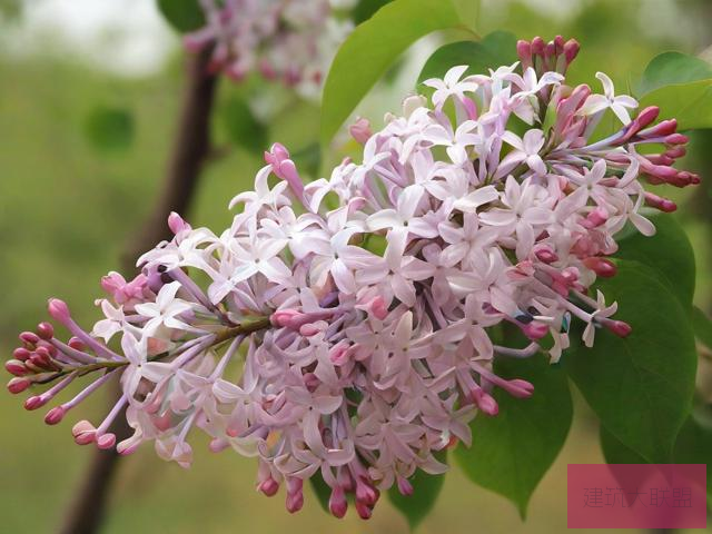 丁香花完整视频在线观看久久综合久色，欧美综合新篇章