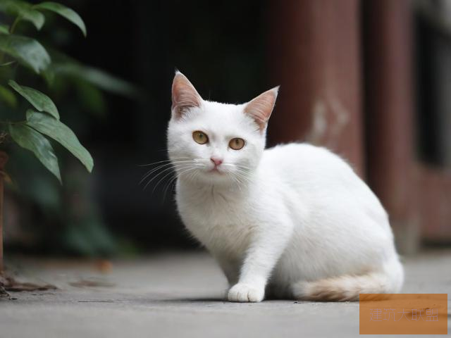 忘川风华录，猫友修行之旅