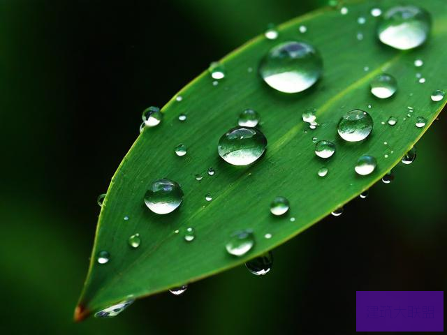 雨露文章网雨露网，探索自然之美与智慧