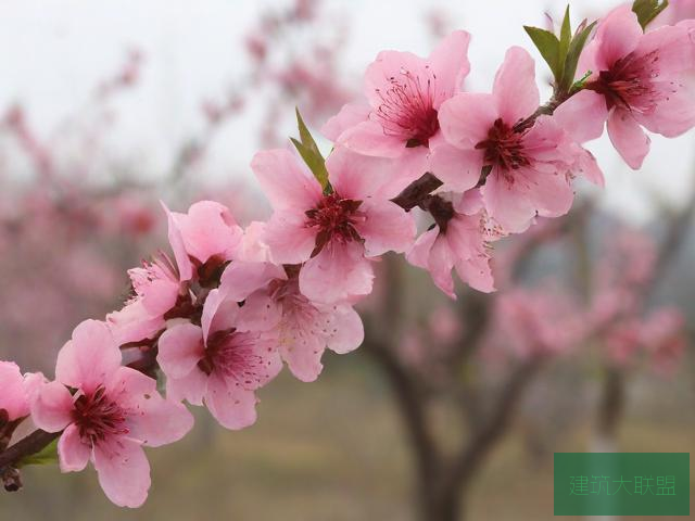 桃花社区视频在线播放桃花社区视频在线播放