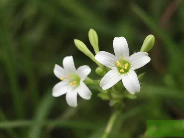 蜜芽忘忧草——探索自然之美