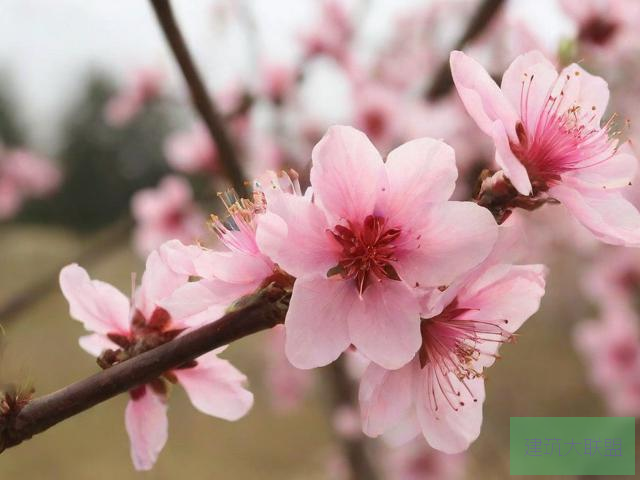 桃花视频在线观看完整版下载桃花视频在线观看完整版下载