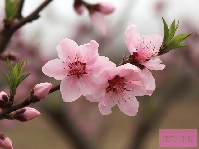 桃 花 族 论 坛桃花族地址，THZHDINFO揭秘