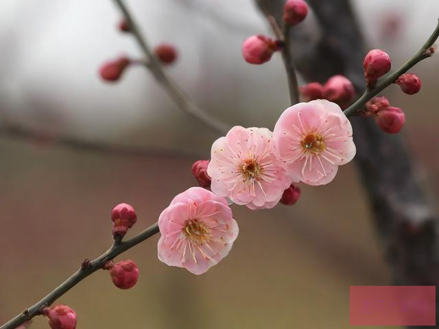 岁寒三友岁寒三友是指哪三个植物岁寒三友是指梅花、松柏和竹子这三种植物。